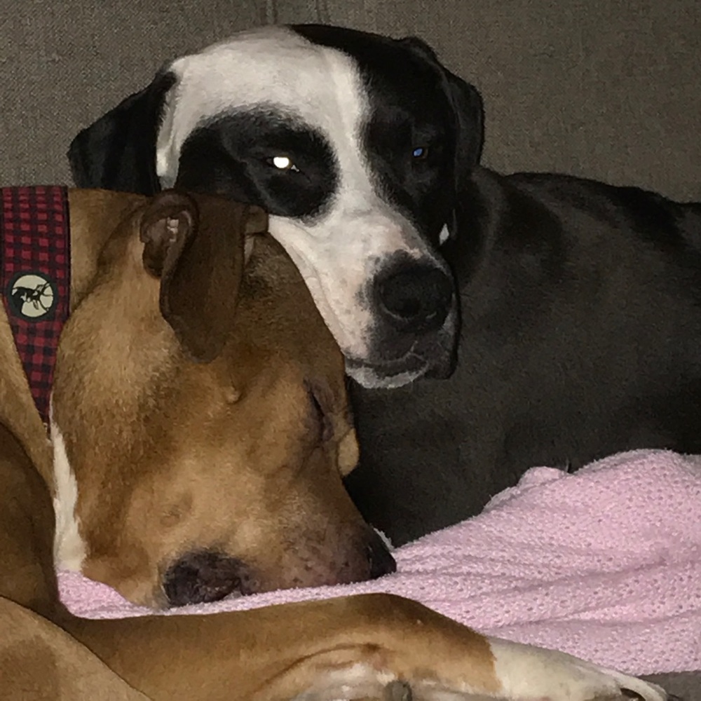 Meet your Posher, Tatum